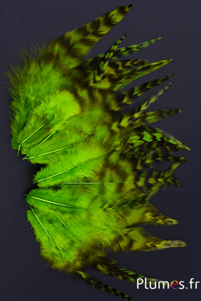 Coq chinchilla - 9-13 cm - lime